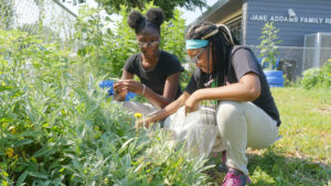 Urban Farming Chicago